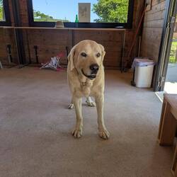 Unser ängstlicher Wachhund Obruni 😊