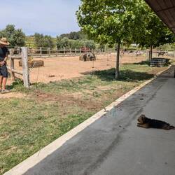 Und sie weicht ihm nicht von der Seite... 😄😍