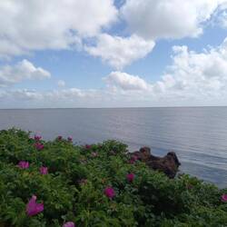 Ringkøbing Fjord