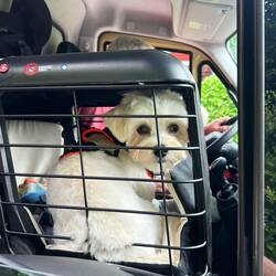 Lehmann ist etwas skeptisch, weil sein gefederter Sitz schüttelt ihn ordentlich durch.