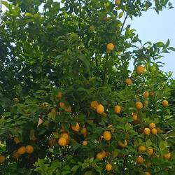 Wir haben Apfelbäume im Garten, hier stehen Zitronenbäume