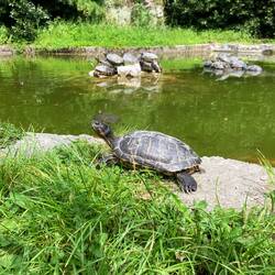 Schildkrötenteich