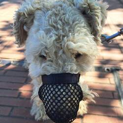 Per salire sull'autobus ci voleva la museruola ... Milù era molto imbarazzato 😳