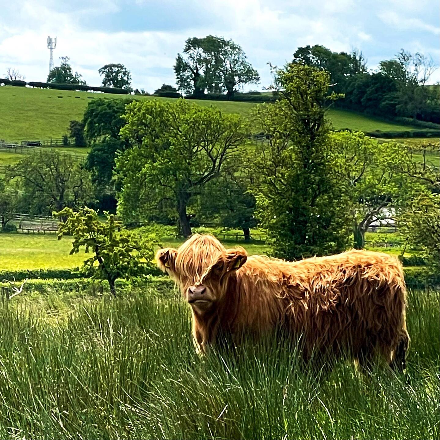 Cute co.... oops, BULL