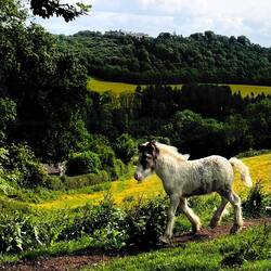 Chirk Castle in back