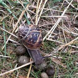 Ah, die Köttel sind begehrt!