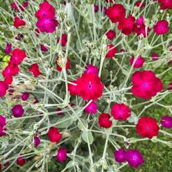 Verzauberung im Klostergarten...