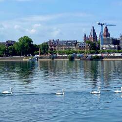 Rhein zu Berg mit Blick auf Mainz - die Schwäne paddeln stromabwärts