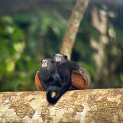 Saddleback-Tamarid-Monkey