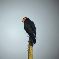 Black Caracara