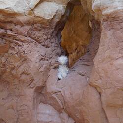 Horst im Devils Garden