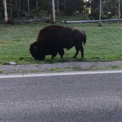 Bison - den så os slet ikke