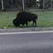 Bison - den så os slet ikke