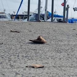 Die Möven lassen auch mal große Krabben fliegen um an Leckerbissen zu kommen