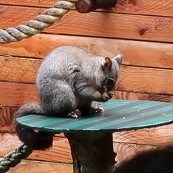 Possum