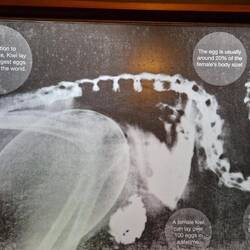 Xray showing the size of a Kiwi egg