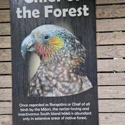Info on the Kaka bird