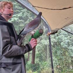 The world's largest freeking pigeon!!
