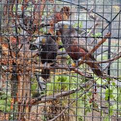 Kaka birds