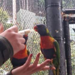 A bird at the conservation show