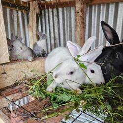 Bunnies eating the unwanted plants, making fertilizer, and eventually, food for the farm