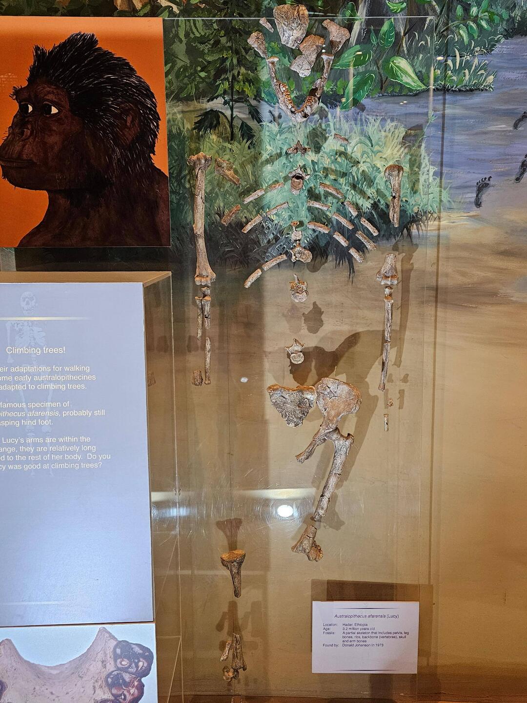 Fossil cast of "Lucy", a skeleton showing evidence of early humans walking on two feet