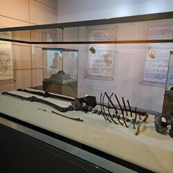 Turkana Boy is a nearly complete skeleton of a Homo erectus youth who lived 1.6 million years ago.