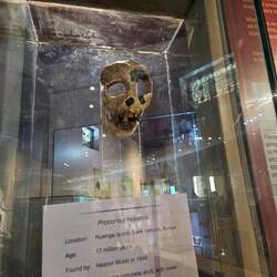 Humanoid skull 17 million years old