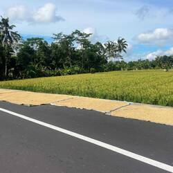 Rice drying in the sun
