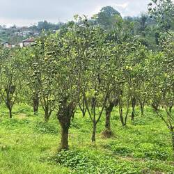 Limes, oranges & coffee grows at elevation
