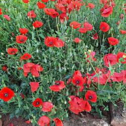 Loving the bright splash of colour these poppies provide...so cheerful