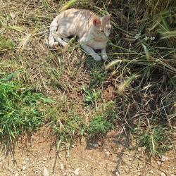 One of the healthier specimens of 'Camino cats'...some of them are so very scrawny!!