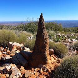Termitenhaufen, mit dem Blick kann man es fast als Traumvilla bezeichnen