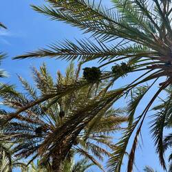 Datteln in der Entstehung 🌴