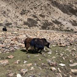 yep that's a Yak