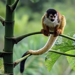 Black-crowned Central American squirrel monkey.