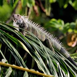 Iguana photographed from the balcony while I was drinking my morning coffee...