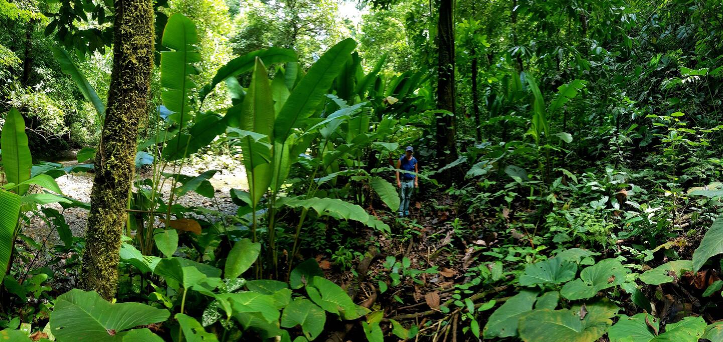 Corcovado National Park: great nature hikes, fantastic wilderness.