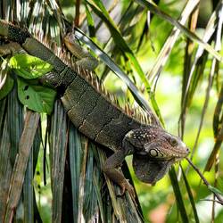 Iguana. They are excellent tree climbers.