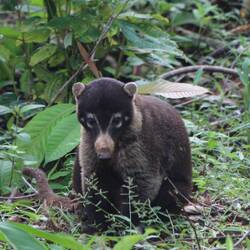 Coati (engl.) or Weissrüssel-Nasenbär (ger.).