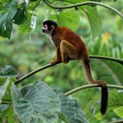 Black-crowned Central American squirrel monkey.