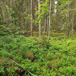 Schwedischer Wald