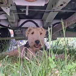 Soluzione di Milù per gestire il caldo 😃