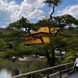 Hundred-year-old Pines Beside a Man-made Lake