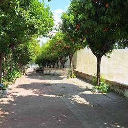 Orange tree avenue