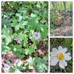 Überall grünt und blüht es