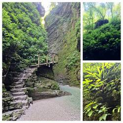 Sehr üppige Vegetation in diesem feuchten Klima