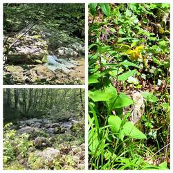 Schöne Flora, die letzten Christrosen