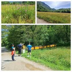 Wiesen und Bienen auf dem Weg zum Wasserfall