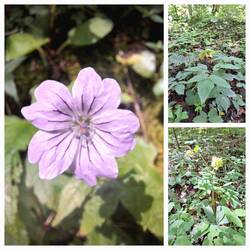 Üppiges Grün und schöne Blüten